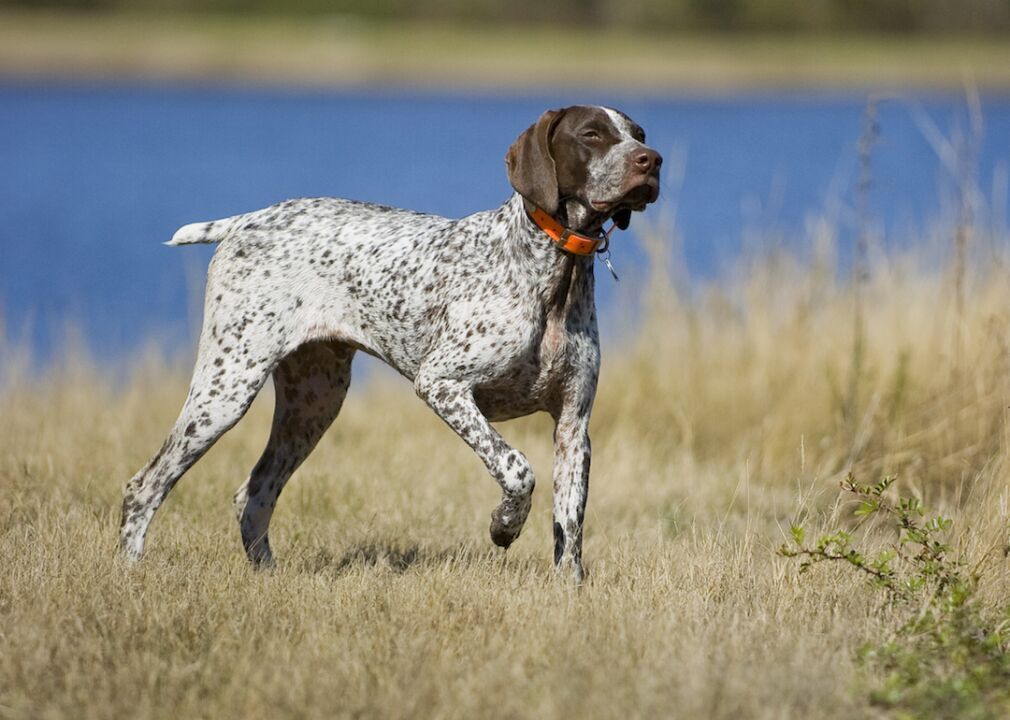 #19. German short-haired pointer